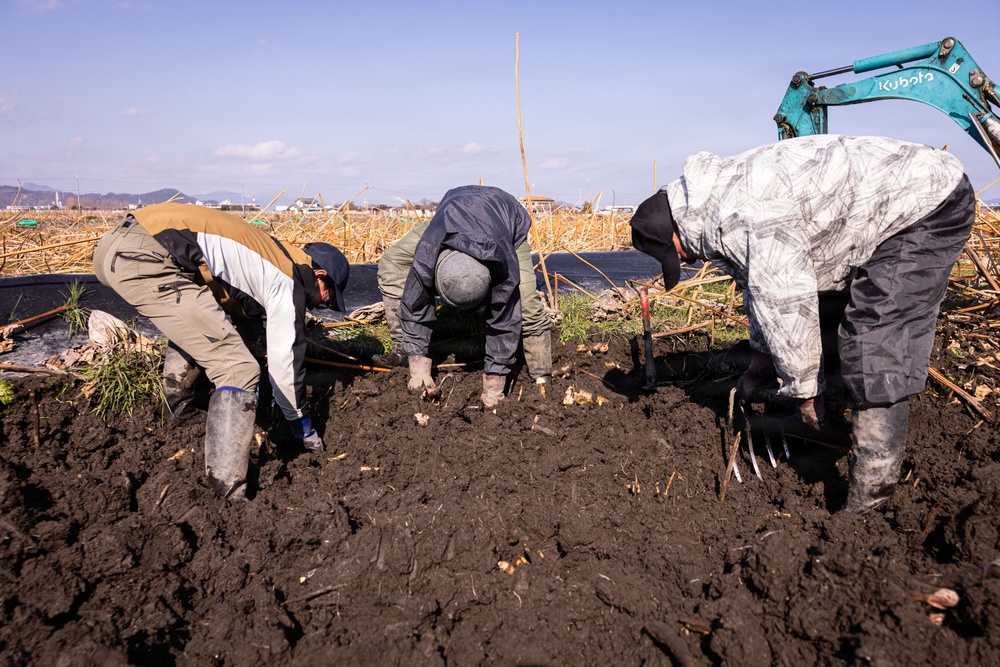 MCAS Iwakuni Volunteers and local community dig up Lotus Roots