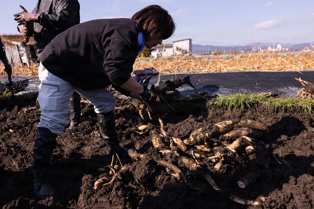 MCAS Iwakuni Volunteers and local community dig up Lotus Roots