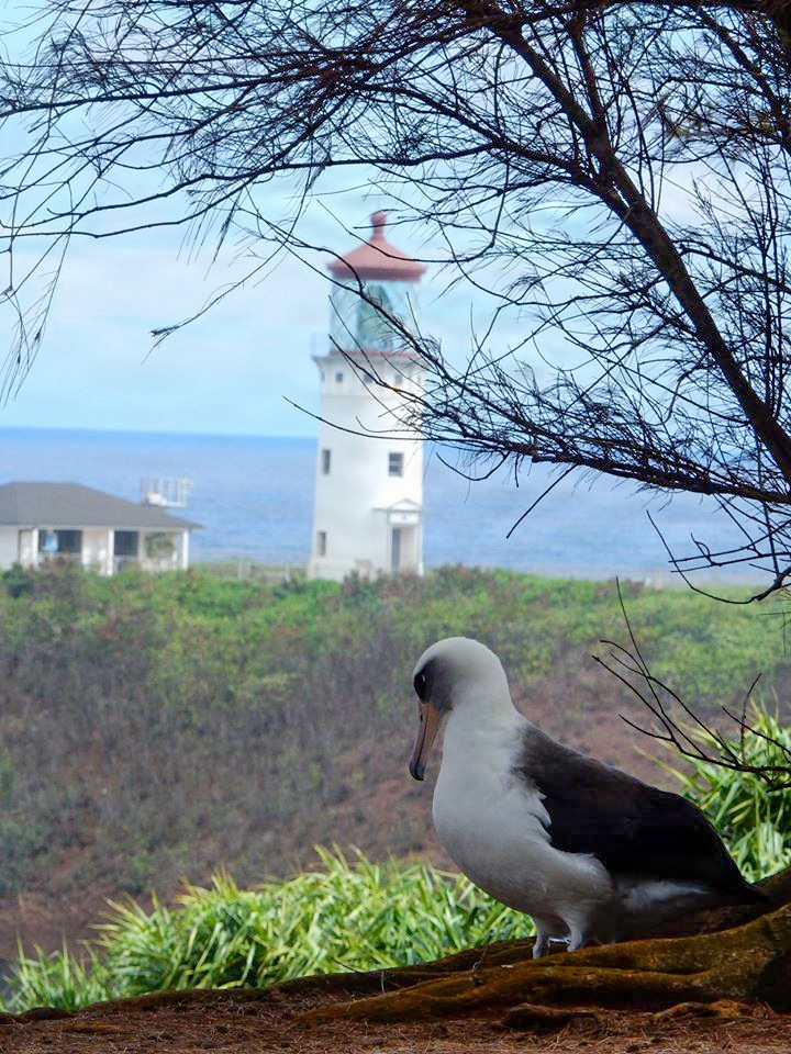 U.S. Navy and Friends of Kauaʻi Wildlife Refuge Sign Cooperative Agreement to Expand Seabird and Waterbird Habitat at the Kauaʻi National Wildlife Refuge Complex