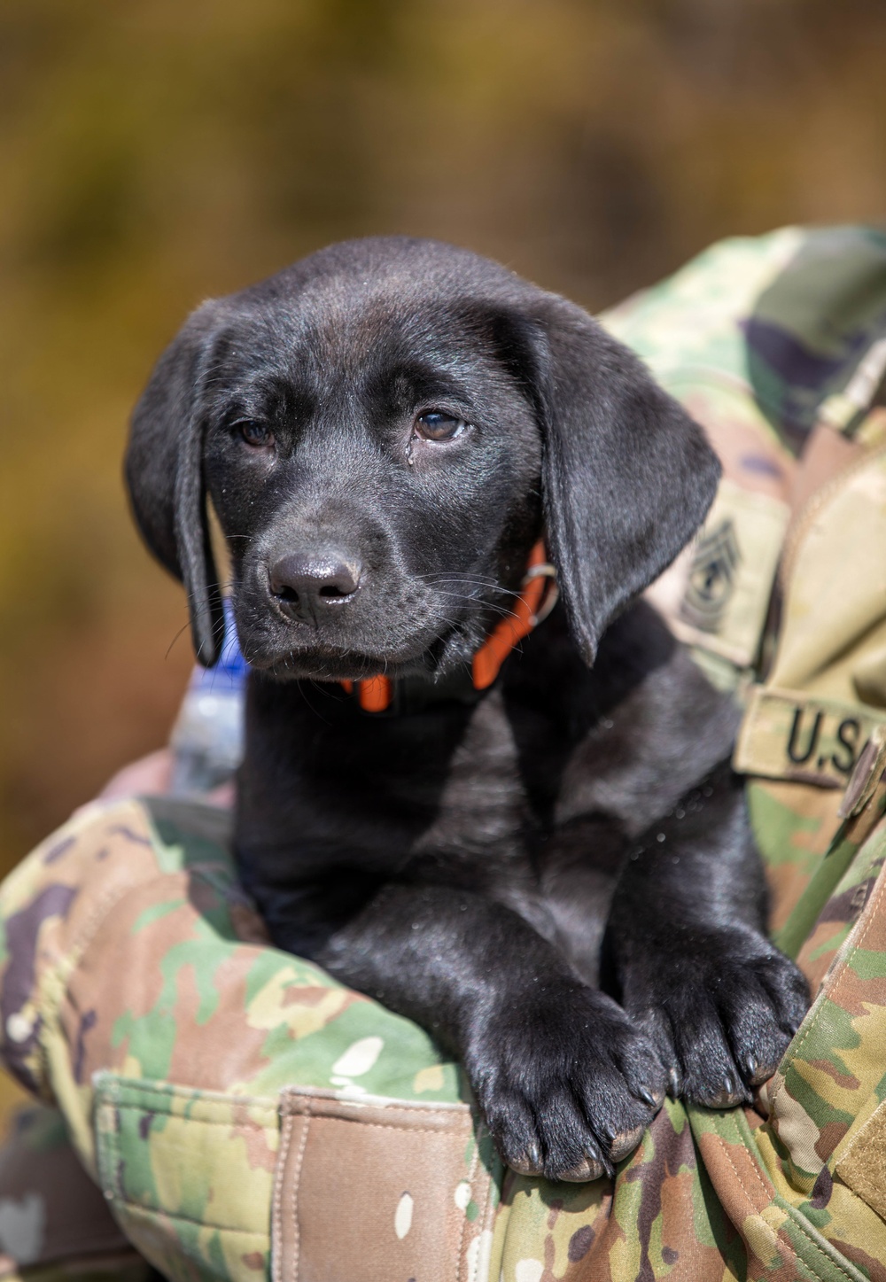Puppies help boost morale during Brigade Best Warrior Competition