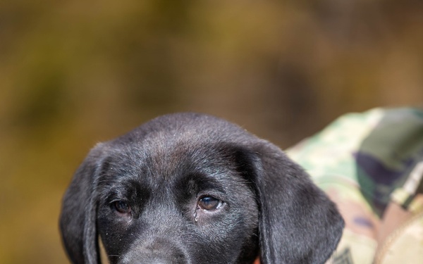 Puppies help boost morale during Brigade Best Warrior Competition