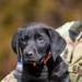 Puppies help boost morale during Brigade Best Warrior Competition
