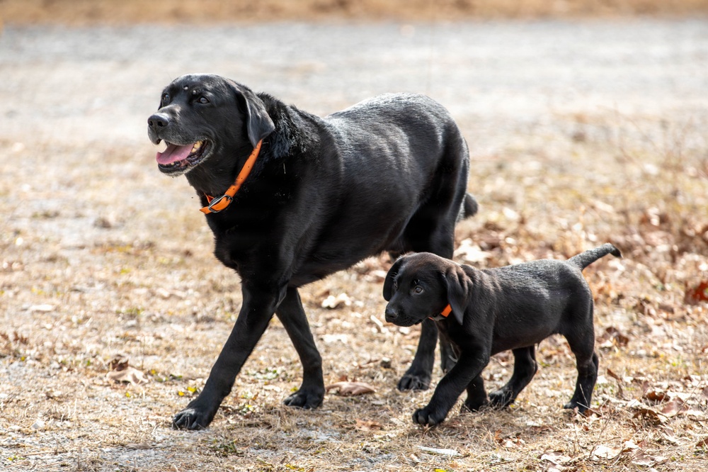 Puppies help boost morale during Brigade Best Warrior Competition