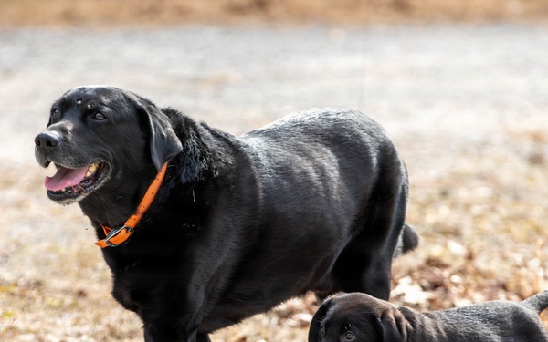Puppies help boost morale during Brigade Best Warrior Competition