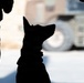 332nd Expeditionary Security Forces Squadron K-9 unit operates within CENTCOM AOR