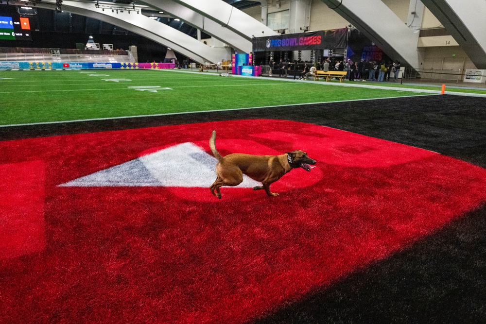 U.S. Coast Guard Maritime Safety and Security Team conduct K-9 sweeps in preparation for the Super Bowl.