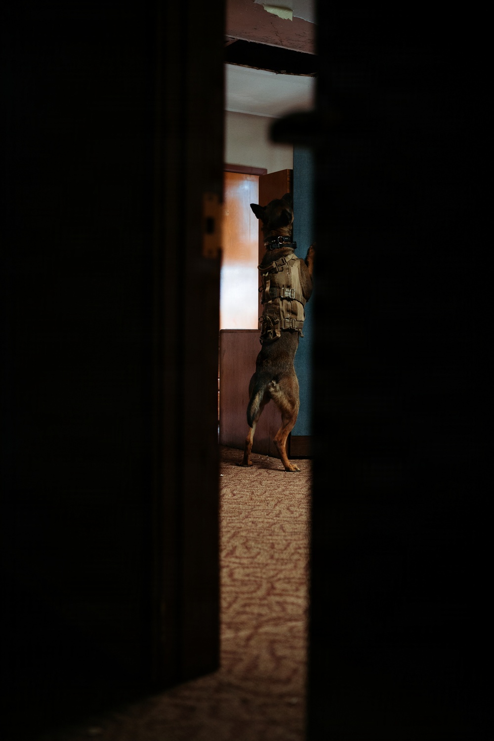 1SFG(A) military working dogs sharpen detection skills