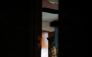 1SFG(A) military working dogs sharpen detection skills