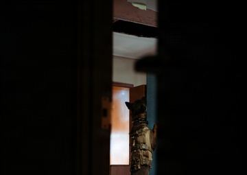 1SFG(A) military working dogs sharpen detection skills