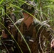 Jungle Operations Training Course - Panama: Jungle Waterborne Ops and Land Navigation