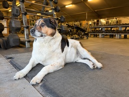 Chico at the gym BPTA Poland