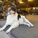 Chico at the gym BPTA Poland