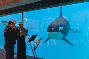 Stars and Stripes Frontline Headlines Original Musical Composition