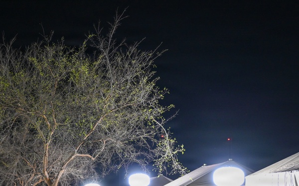 Bamboo Eagle After Dark