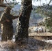 U.S. Army Soldier Watches For Enemy Movement During Combined Resolve 26-05 in Hohenfels, Germany