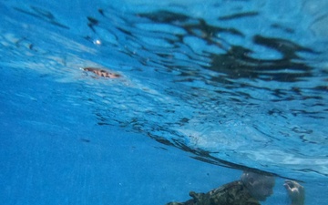 Swimming