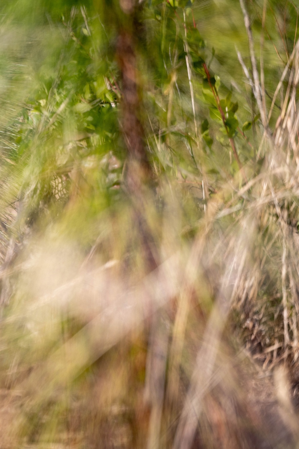 24th MEU CERTEX: V32 Scouts Stalking Lanes