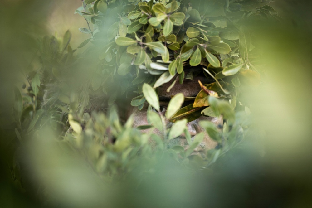 24th MEU CERTEX: V32 Scouts Stalking Lanes