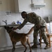 100th Military Working Dog Detachment Training