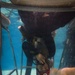 Combat Logistics Battalion 22 Increases Survivability with Underwater Egress Training