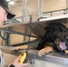 Military working dogs get a new Home at Joint Base Charleston