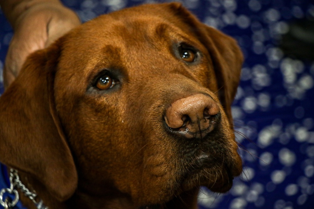 Abraham Lincoln Therapy Dog Visits Frank E. Petersen Jr.