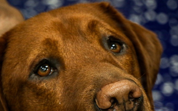 Abraham Lincoln Therapy Dog Visits Frank E. Petersen Jr.