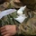 U.S. Soldiers Perform Life-Saving Care on Casualties During Combined Resolve 26-05