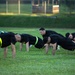 U.S Army Reserve Drill Sergeants conduct the AFT