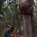 U.S. Marines with MWSS-271 conduct tree-felling operations