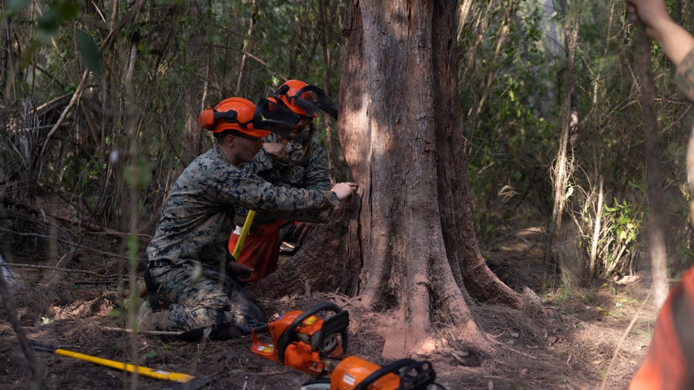 U.S. Marines with MWSS-271 conduct tree-felling operations