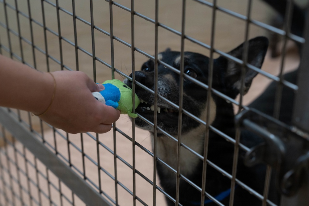 1AD Soldiers volunteer at animal shelter