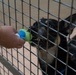 1AD Soldiers volunteer at animal shelter