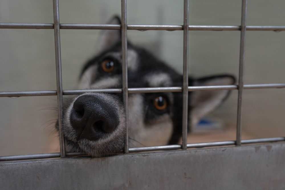 1AD Soldiers volunteer at animal shelter