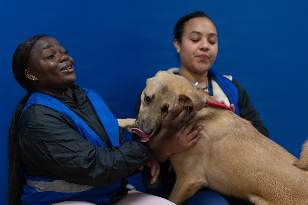 1AD Soldiers volunteer at animal shelter