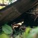 7th Communication Battalion Marines conduct jungle training