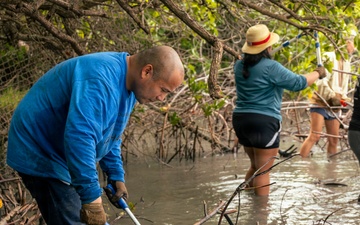 MCBH Mangrove Removal
