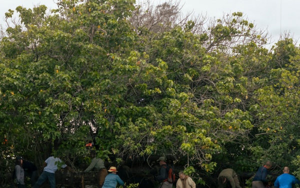 MCBH Mangrove Removal