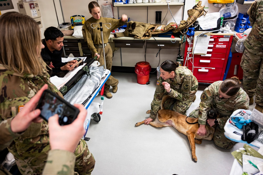 Critical Care for All: Cross-Training in Canine Medicine During AE26