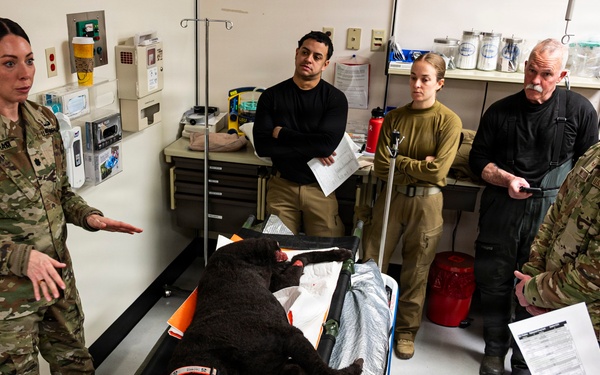 Critical Care for All: Cross-Training in Canine Medicine During AE26