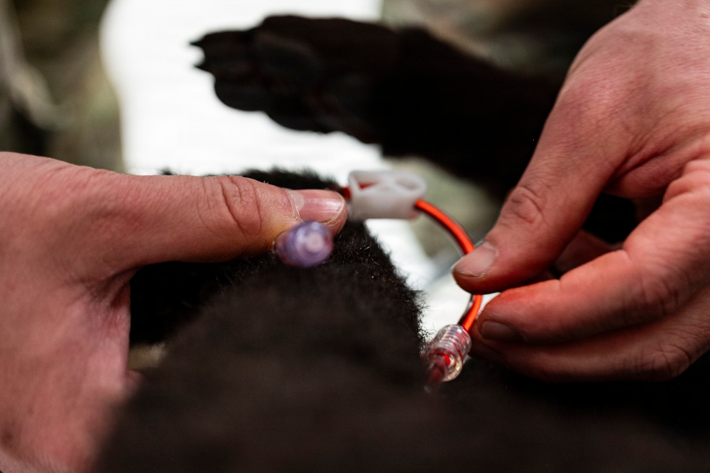Joint Force medical experimentation team cross-trains for K-9 care at USCG Air Station Kodiak during ARCTIC EDGE 2026