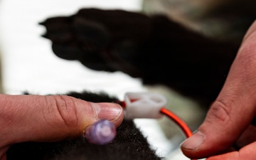 Joint Force medical experimentation team cross-trains for K-9 care at USCG Air Station Kodiak during ARCTIC EDGE 2026