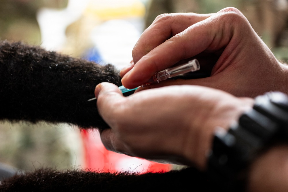 Joint Force medical experimentation team cross-trains for K-9 care at USCG Air Station Kodiak during ARCTIC EDGE 2026