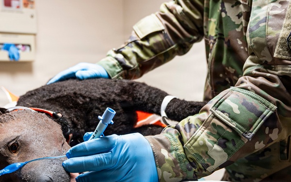 Joint Force medical experimentation team performs mass casualty drill USCG Air Station Kodiak during ARCTIC EDGE 2026