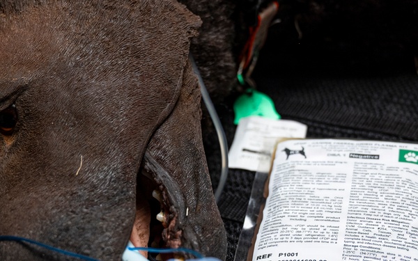 Joint Force Tackles Mass Casualty Scenarios During AE26