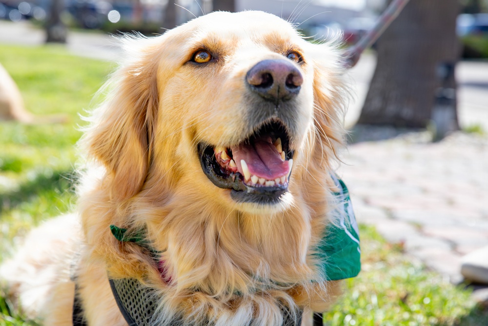 Pawsitive Teams visits Naval Base Point Loma