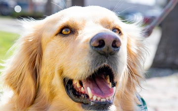 Pawsitive Teams visits Naval Base Point Loma