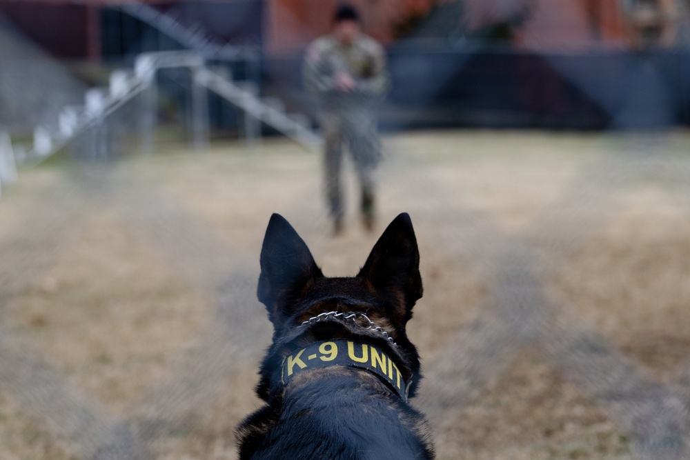 Military Working Dogs with the U.S. Army Military District of Washington
