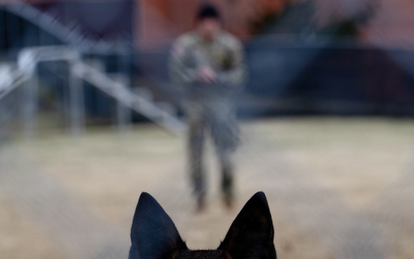 Military Working Dogs with the U.S. Army Military District of Washington