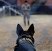Military Working Dogs with the U.S. Army Military District of Washington